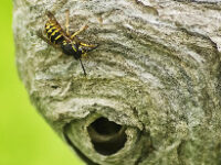 yellow jacket removal