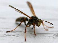 wasp removal home