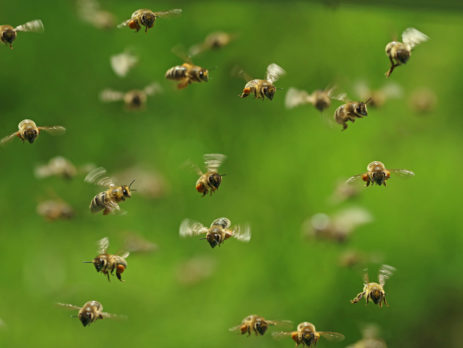 Front View Of Flying Honey Bees In A Swarm On Green Bukeh.