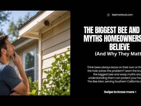 The-Biggest-Bee-and-Wasp-Myths-Homeowners-Still-Believe-And-Why-They-Matter