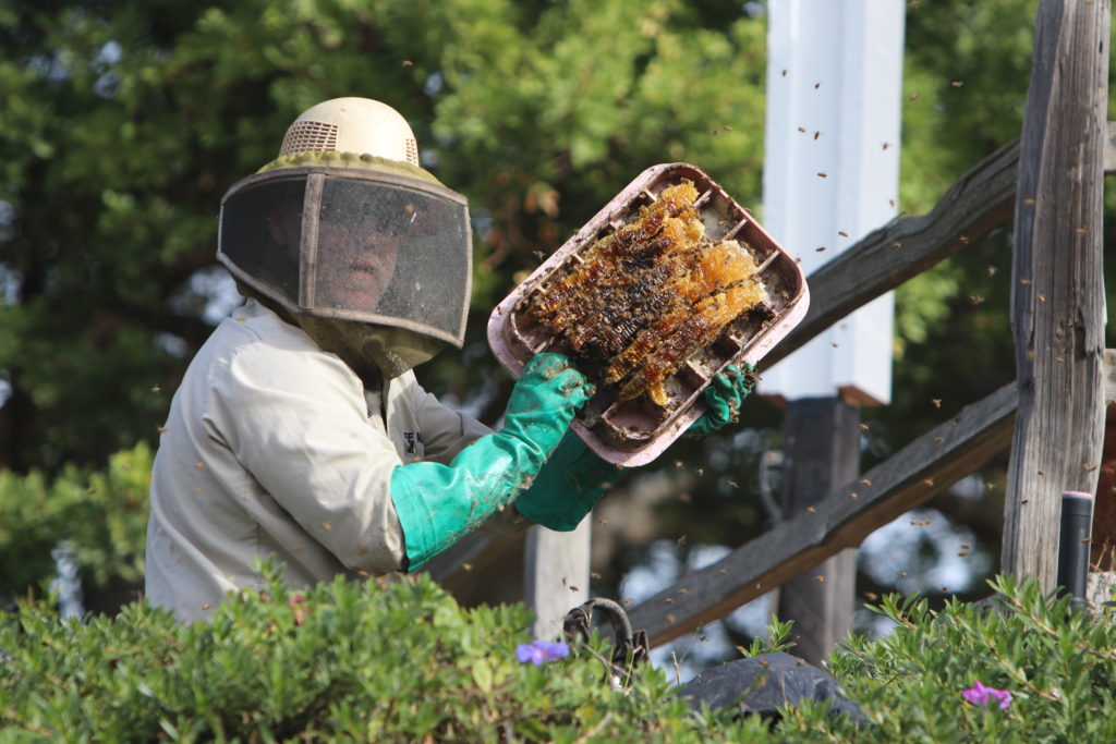 Why Call For Bee And Wasp Removal Professionals The Bee Man