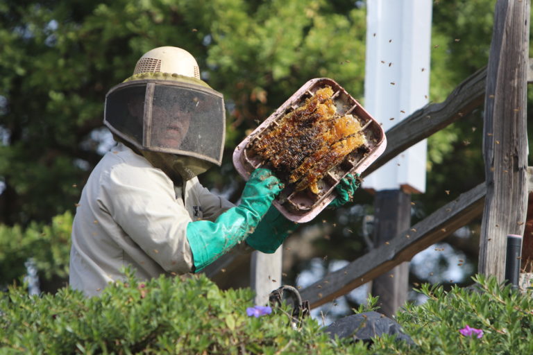 Why Call for Bee and Wasp Removal Professionals The Bee Man