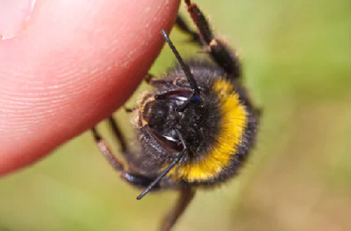 wasp on a finger 2