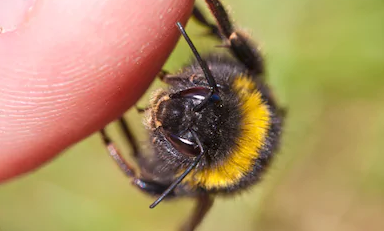 wasp on a finger