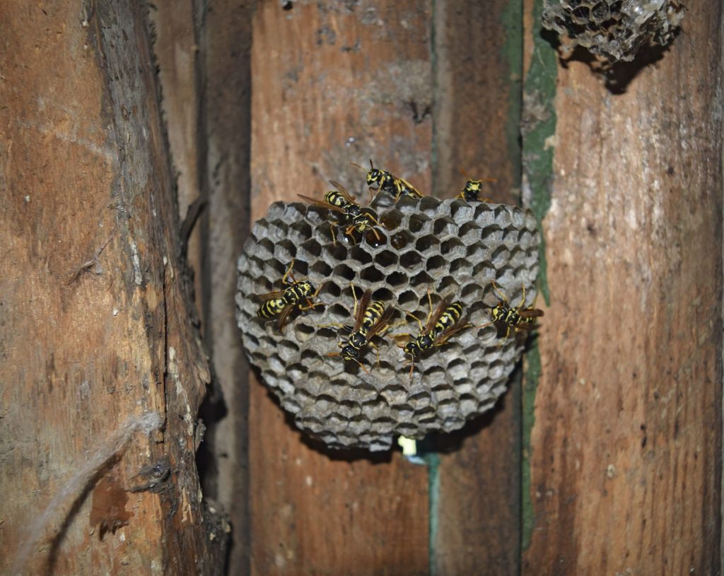 Identifying Hives and Nests for Bee and Wasp Removal | The Bee Man