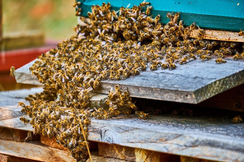 Safe Swarm And Bee Removal In Orange County