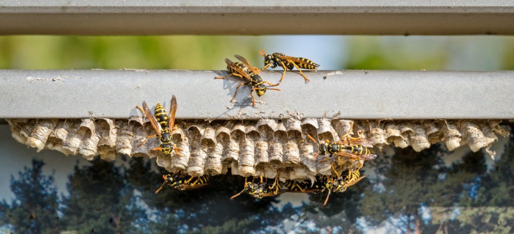How to Handle Hives and Swarms