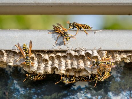 How to Handle Hives and Swarms