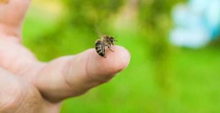 Close up view of the Bee stinging in the human finger of the hand. Some people develop acute allergic reactions to bee stings.