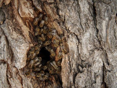 beehive colony