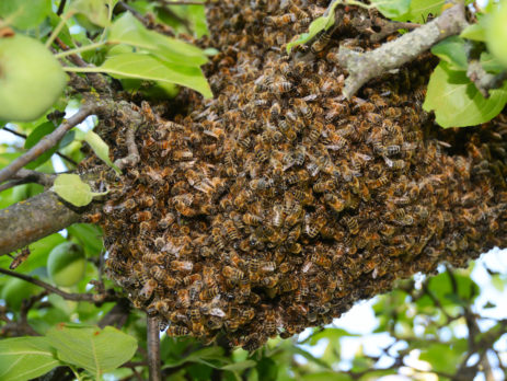 Swarm of bees close up. Swarm of bees on the tree. Swarm Catching