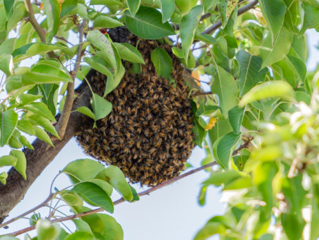 Bee Hive in a tree