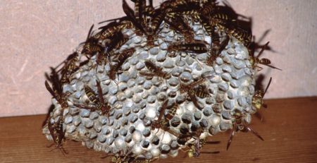 Large paper wasp nest-min