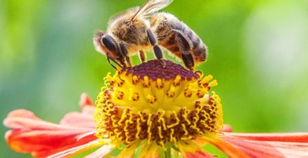 Learn-Bee-Safety-Guidelines-from-Bee-Removal-Orange-County-Experts