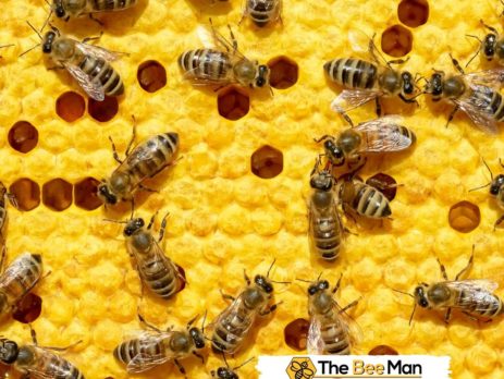 Types-of-Bees-According-to-Bee-Removal-Experts-in-Orange-County.