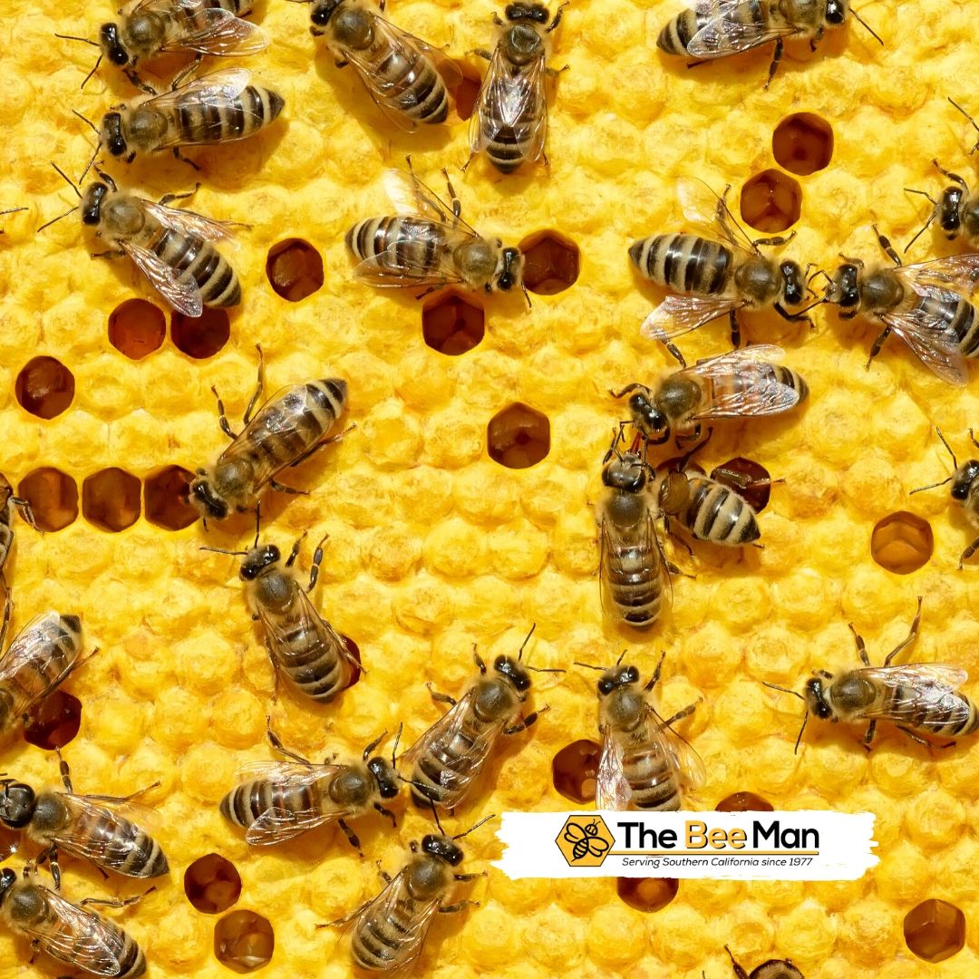 Types-of-Bees-According-to-Bee-Removal-Experts-in-Orange-County.