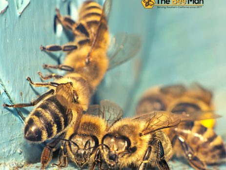 Don’t-Try-to-Handle-Stinging-Insects-Alone-Call-Bee-Removal-Experts-in-Orange-County