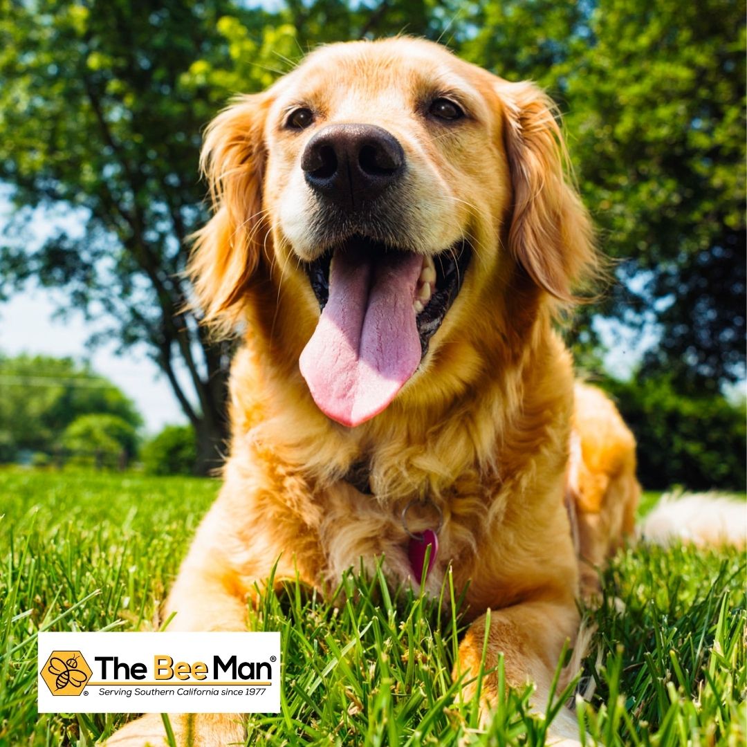 Find-Out-From-Bee-Removal-Experts-in-Orange-County-How-To-Treat-Dogs-With-Insect-Stings