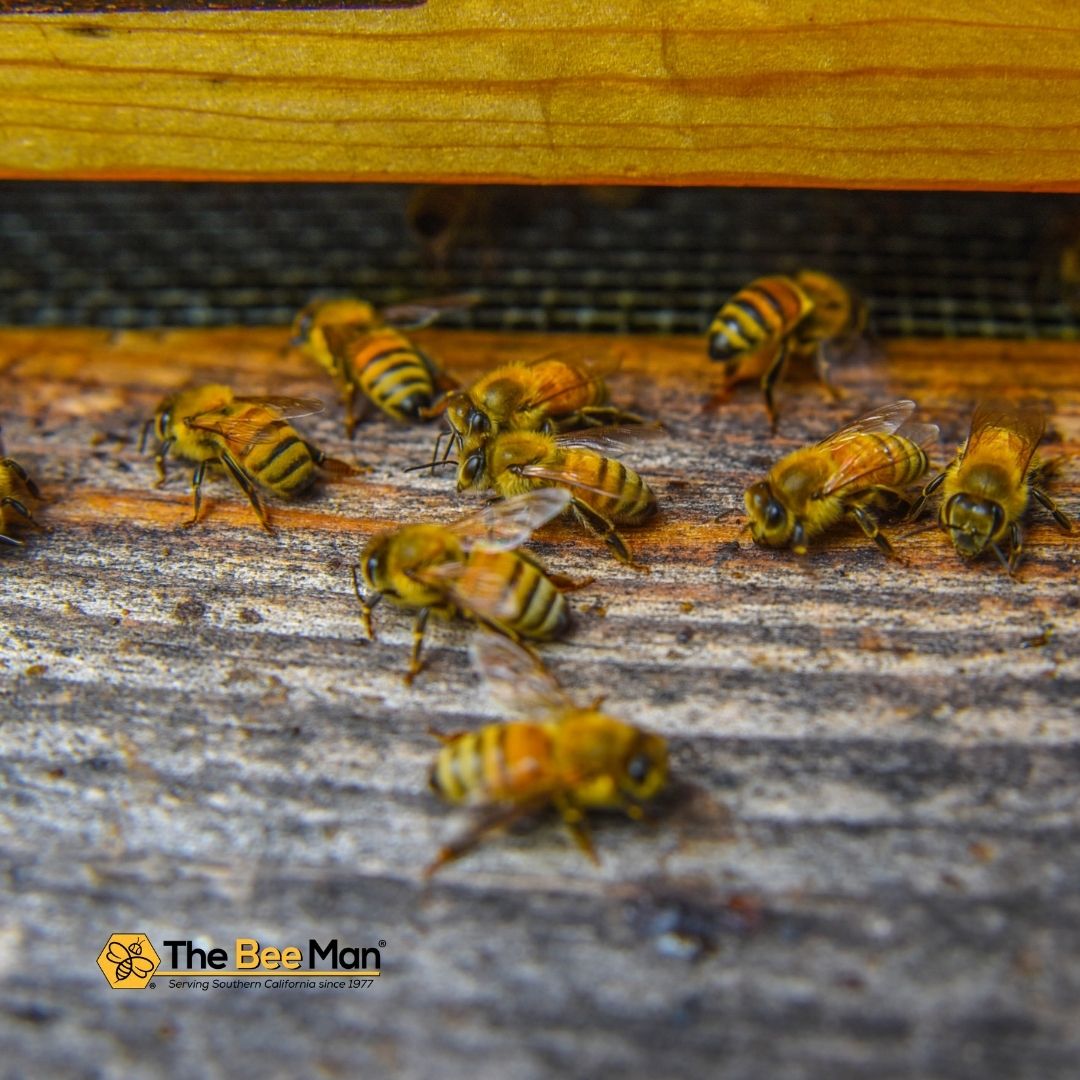 Bee-Removal-Experts-Can-Solve-Your-Bee-Infestation