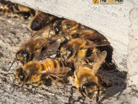 Call-Bee-Removal-Services-to-Safely-Remove-an-Infestation-Wherever-You-Are
