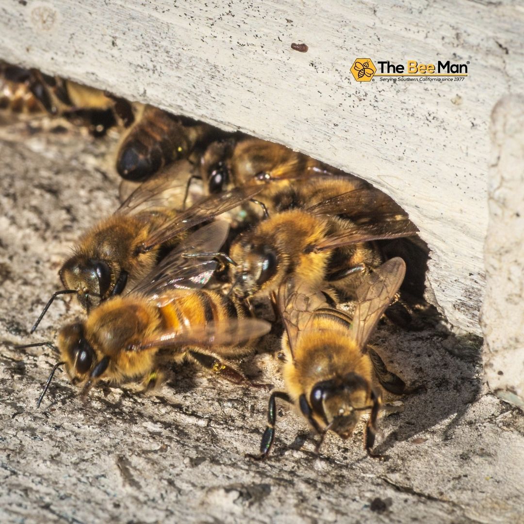 Call-Bee-Removal-Services-to-Safely-Remove-an-Infestation-Wherever-You-Are