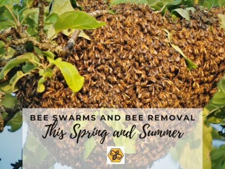 Bee-Removal-Services-Can-Safely-Take-Care-of-Bee-Swarms-in-Your-Community