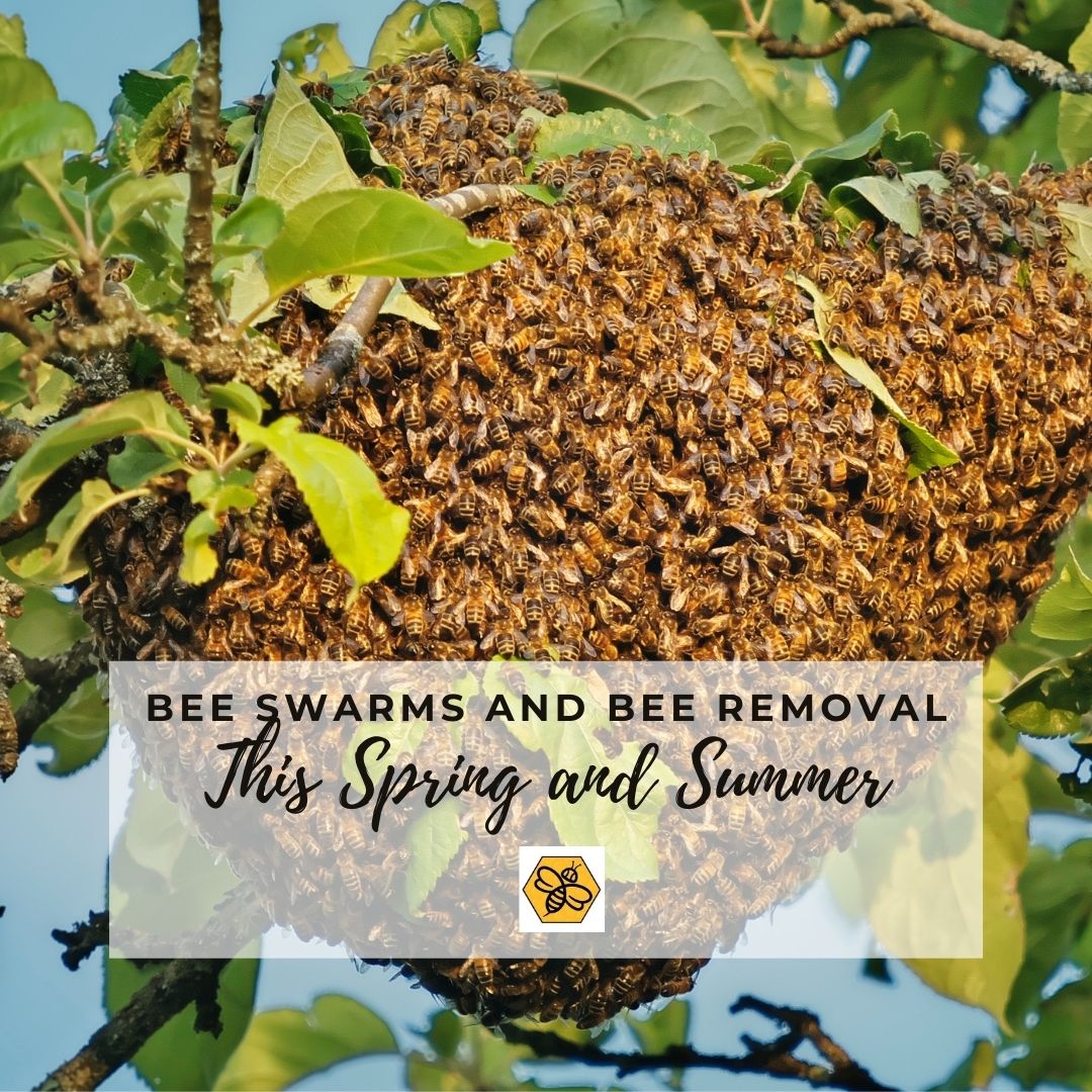 Bee-Removal-Services-Can-Safely-Take-Care-of-Bee-Swarms-in-Your-Community