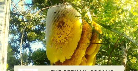 The-bee-removal-experts-explain-the-process-and-development-of-a-beehive-and-how-it-can-be-removed