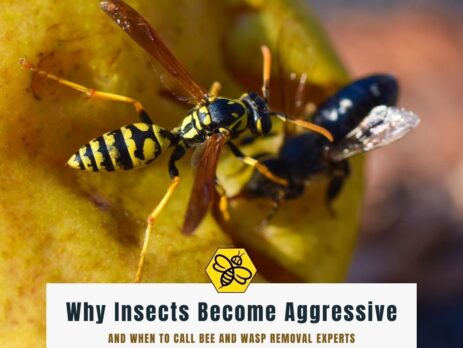 Reasons-bees-and-wasps-would-get-aggressive-according-to-bee-and-wasp-removal-experts