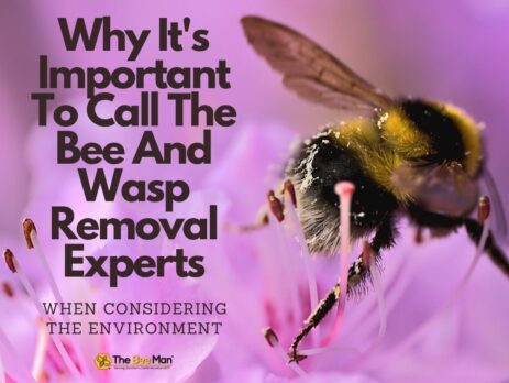 Calling-bee-and-wasp-removal-professionals-is-important-for-preserving-the-ecosystem