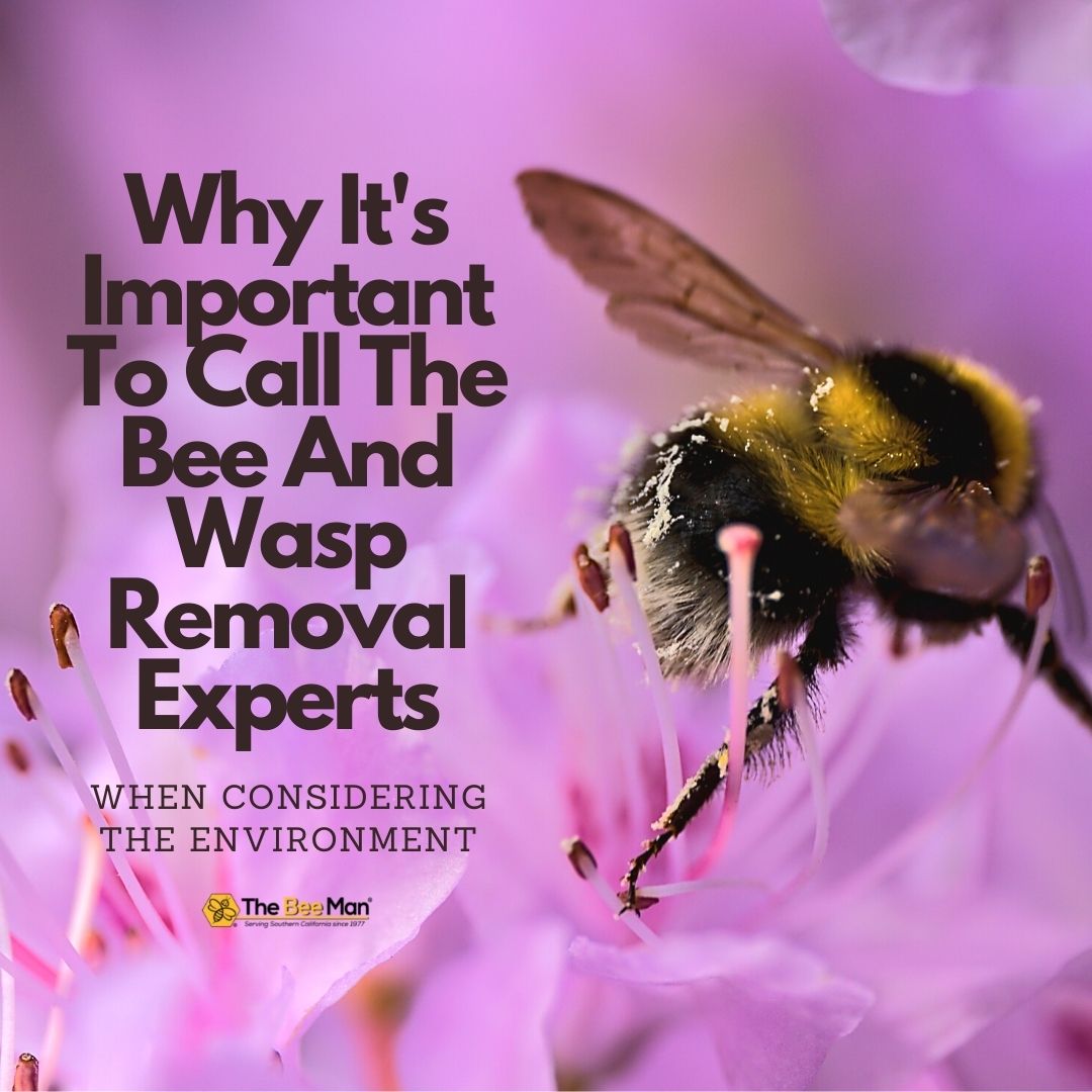 Calling-bee-and-wasp-removal-professionals-is-important-for-preserving-the-ecosystem