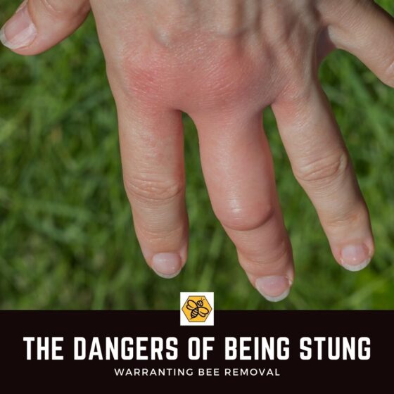 The Dangers Of Being Stung, Warranting Bee Removal
