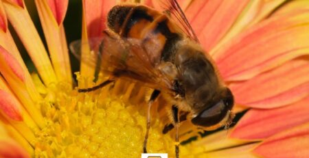 Learn-why-nectar-attracts-hive-dwelling-insects-from-a-bee-and-wasp-removal-expert-near-me