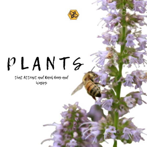 The Plants that Attract or Repel Bees and Wasps According to Bee And Wasp Removal Specialist