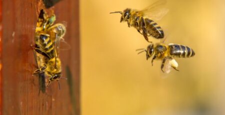 Bee-removal-Orange-County-professionals-reveals-how-to-bee-proof-your-property-with-these-techniques