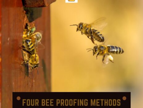 Bee-removal-Orange-County-professionals-reveals-how-to-bee-proof-your-property-with-these-techniques