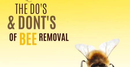 orange-county-bee-removal-dos-and-donts-Facebook-Post
