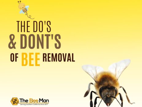orange-county-bee-removal-dos-and-donts-Facebook-Post