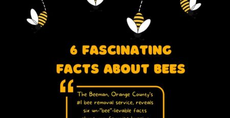 learn-about-bees-from-everyones-favorite-Orange-County-bee-removal-service-Facebook-Post