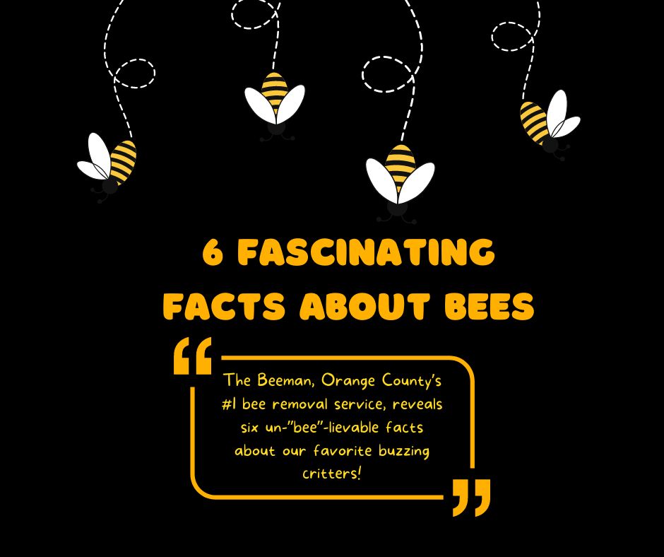 learn-about-bees-from-everyones-favorite-Orange-County-bee-removal-service-Facebook-Post