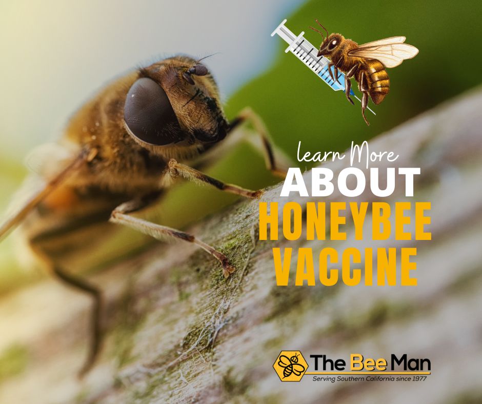 orange-county-bee-removal-services-use-ethical-methods-to-remove-bees