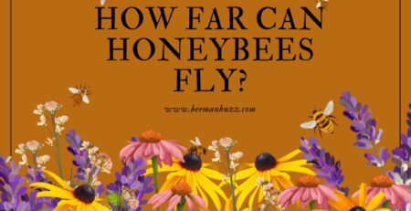 the-top-Orange-County-bee-removal-experts-discuss-how-far-bees-can-fly-Facebook-Post
