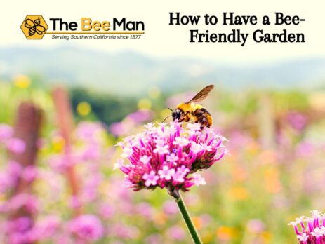 how-to-grow-a-garden-the-bees-would-love-according-to-orange-county-bee-removal-experts