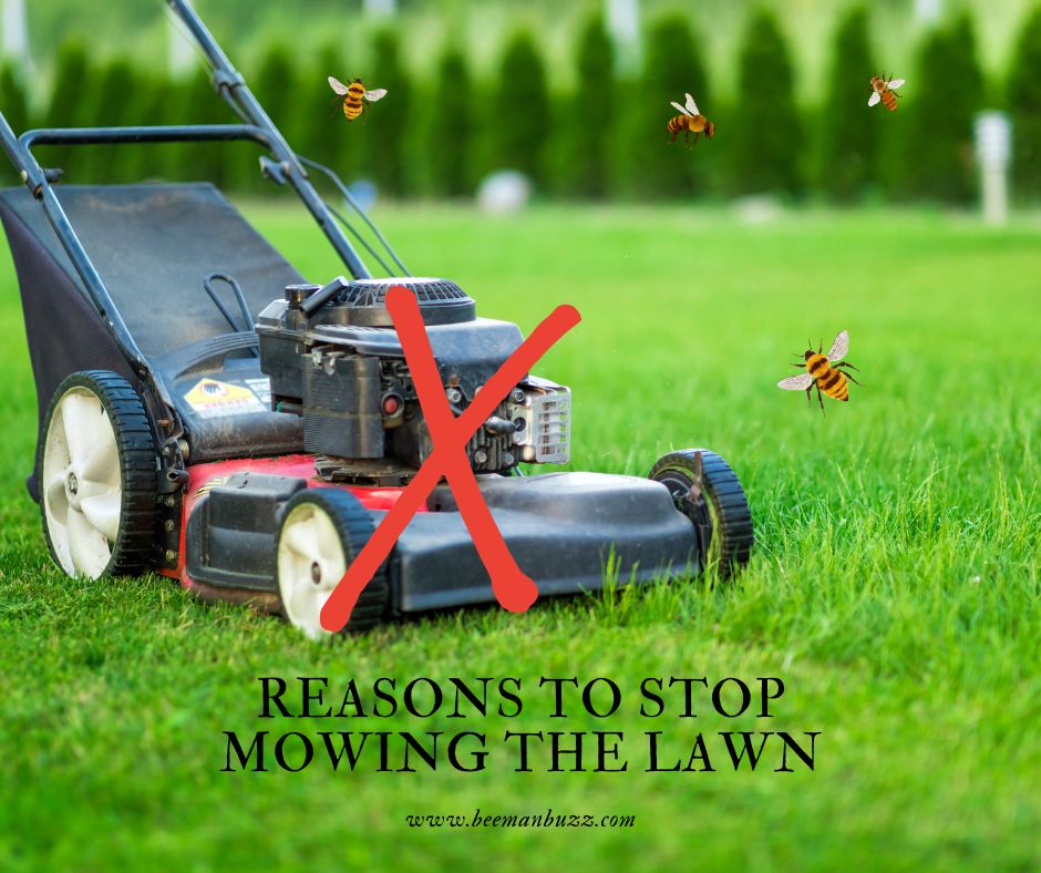 protect-the-environment-with-orange-county-bee-removal-services