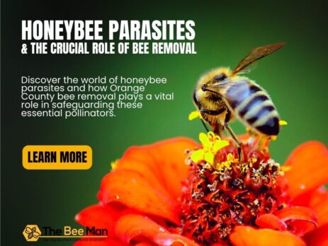 maintain-ecological-balance-with-Orange-County-bee-removal-service