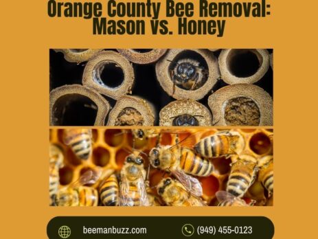 Orange-County-bee-removal-and-different-species-Facebook-Post