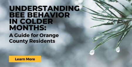 Guide-to-Orange-County-Bee-Removal-and-Preservation-During-Autumn-and-Winter