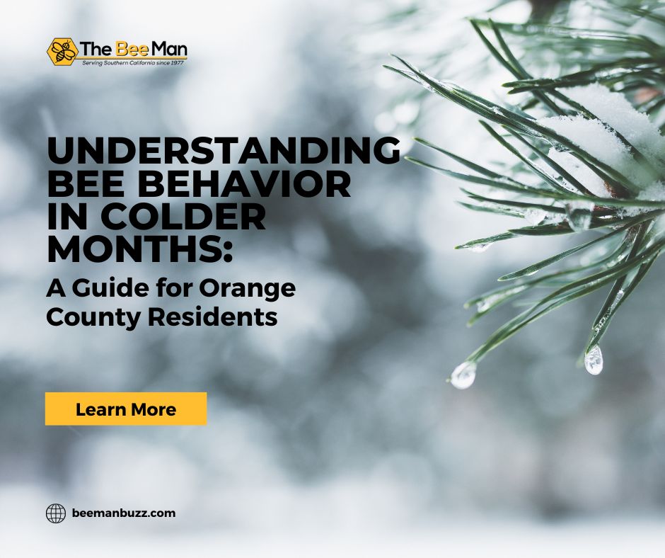 Guide-to-Orange-County-Bee-Removal-and-Preservation-During-Autumn-and-Winter