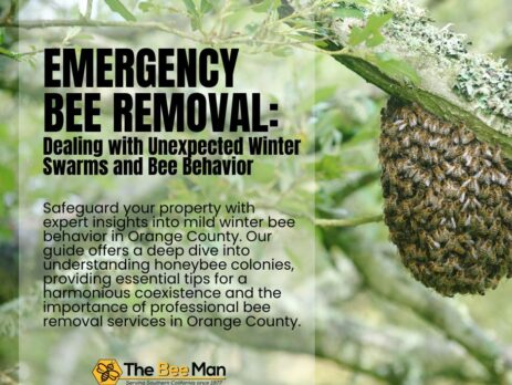 Winter-Buzz-Emergency-Orange-County-Bee-Removal-and-Insights-into-Bee-Behavior