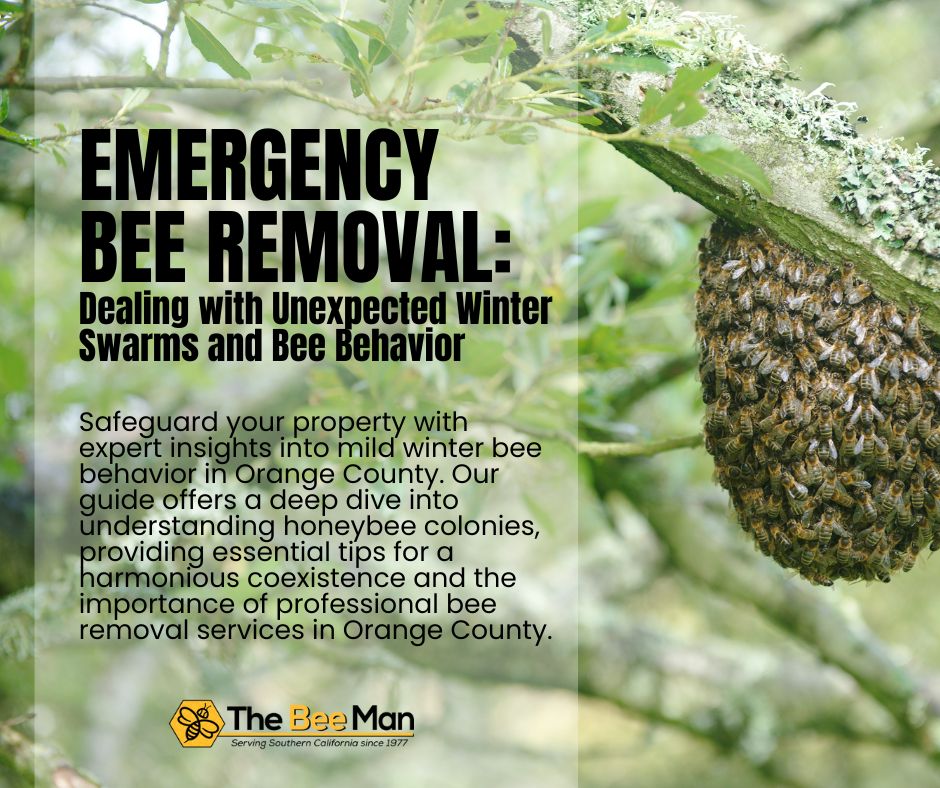 Winter-Buzz-Emergency-Orange-County-Bee-Removal-and-Insights-into-Bee-Behavior